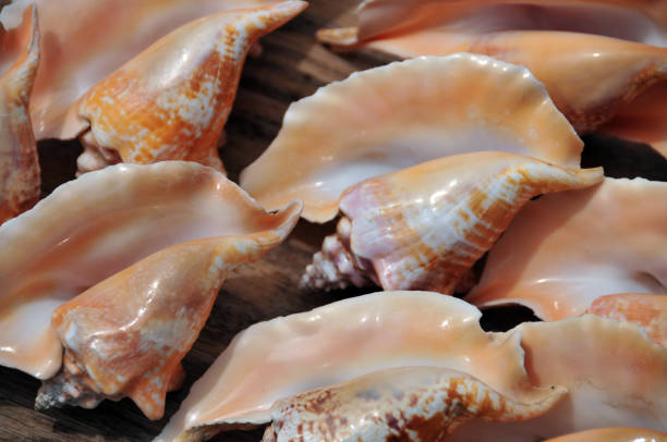 istock Conches for sale, Cul-de-Sac bay, Saint Martin (French part) 1432007684