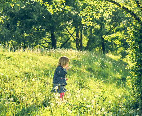 Happy little girl on the field with dandelions