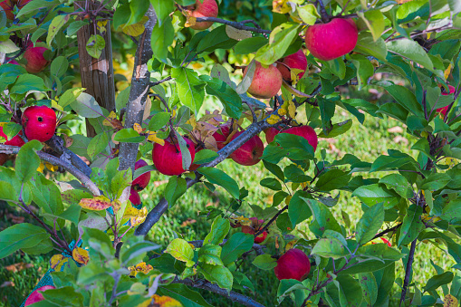 Beautiful view of ripe red apples on tree in garden. Fallen yellow leaves on green grass lawn on background. Sweden.