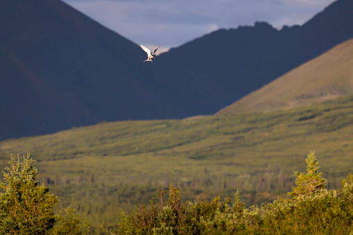 Photographed off the Denali Highway.\n\nDenali Highway is a lightly traveled, mostly gravel highway in the U.S. state of Alaska. It leads from Paxson on the Richardson Highway to Cantwell on the Parks Highway. Opened in 1957, it was the first road access to Denali National Park.