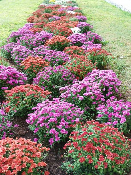 istock Bouque of flowers 1432014558