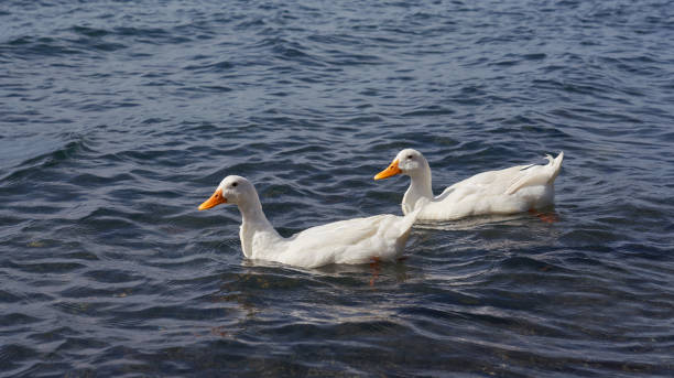 istock Ducks at Lake Bracciano, Lazio Italy 1432014635