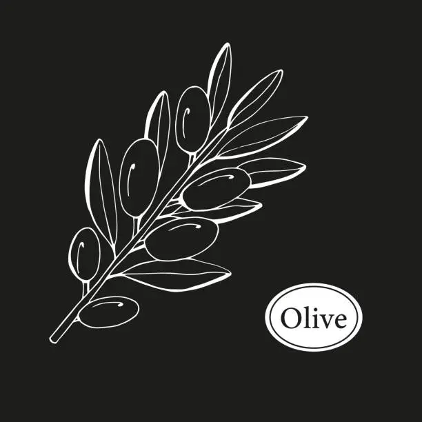 Vector illustration of Olive Branch in Modern Minimal Liner Style. Vector Floral template.  Botanical rustic illustration.