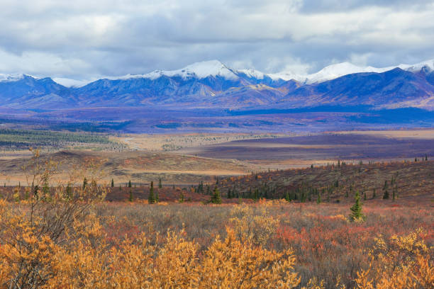 istock Scenic Viewpoint of Denali National Park Alaska 1432016238