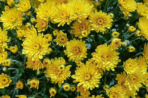 Full frame of yellow flowers