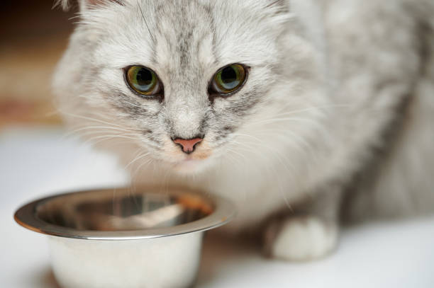 istock Pretty cat portrait with metal plate 1432016420