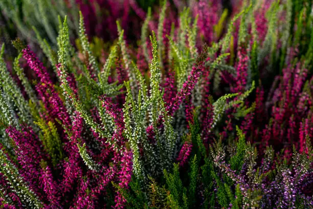 Closeup of colorful blossoming of heather cultivated in hothouse. Calluna vulgaris or Ling as a floral background. White an pink heather flowers blossom in the meadow. Selective focus