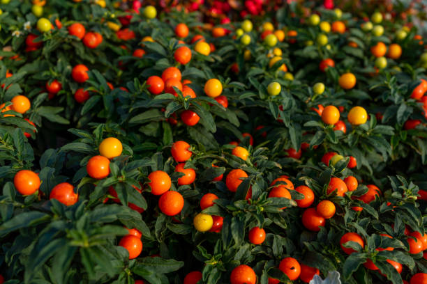 istock Winter cherry plants or Jerusalem cherry Solanum Pseudocapsicum, ornamental plant for Christmas in the garden centre. Nightshade with red and orange fruits. Coral shrub. Selective focus 1432019200