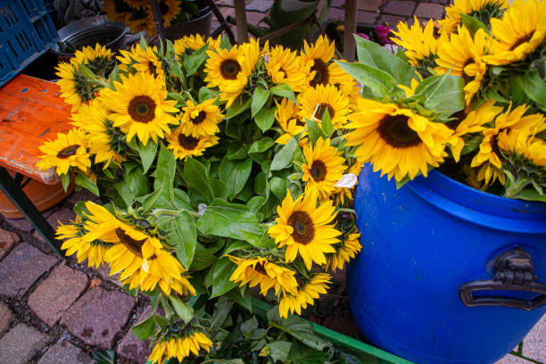 istock sunflowers on a regional market 1432019207