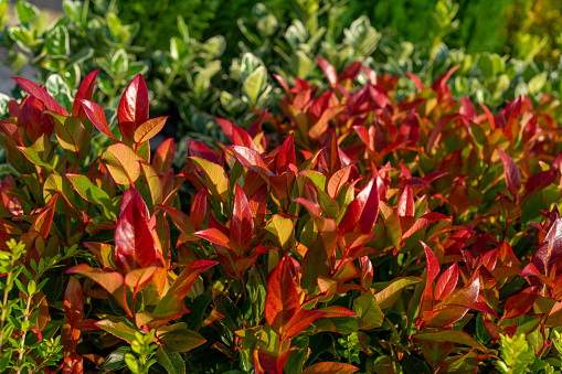 Detail of a hedge Nandina domestica,  red and green leaves on a bush branch, natural colorful background of leaves, autumn colours