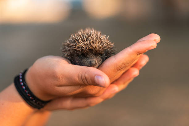 istock Environment protection: Little animal - cute hedgehog in human hand drinking water, selective focus 1432020149