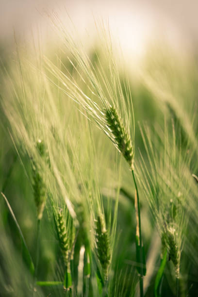 primo piano delle spighette di orzo verde in un campo - field vertical agriculture crop foto e immagini stock