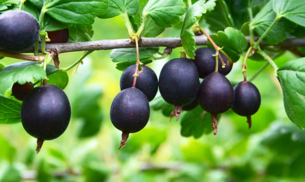 jostaberry (ribes × nidigrolaria) híbrido de grosella negra y grosella espinosa en el jardín. rama con bayas maduras de cerca. - gooseberry fruit bush green fotografías e imágenes de stock