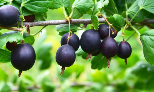 jostaberry (ribes × nidigrolaria) 정원에있는 검은 건포도와 구즈 베리의 잡종. 잘 익은 열매가있는 가지가 닫힙니다. - gooseberry bush fruit food �뉴스 사진 이미지