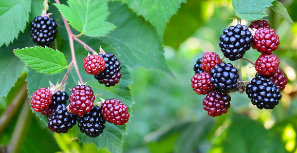 Close up shot of a heap of mulberry fruits.