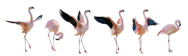 istock pink six flamingo group on white 1432022750
