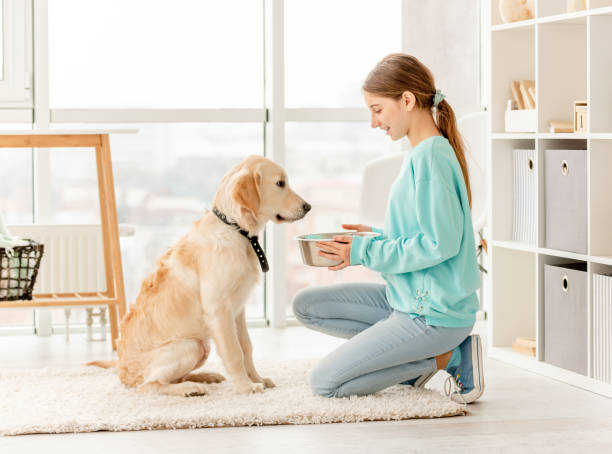 istock Cheerful owner feeding cute dog 1432022773