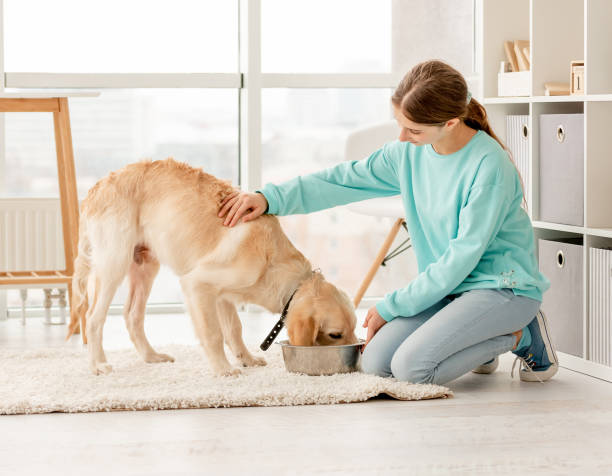 istock Cheerful owner feeding cute dog 1432022775
