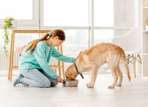 istock Cheerful owner feeding cute dog 1432022780