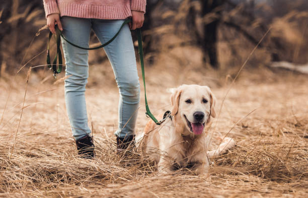 istock Retriever sitting near girl 1432022870