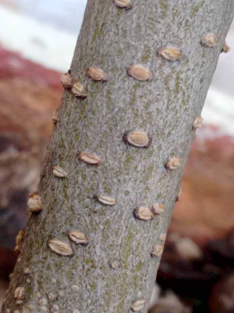 The stem of the black mulberry (Morus nigra) tree with scaly bark detail. stock photo