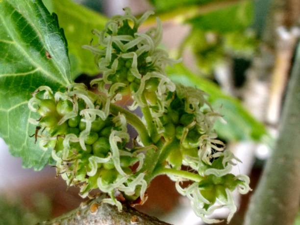 The flower of the black mulberry (Morus nigra), greenish to white inconspicuous, appear in clusters in the spring, with male and female flowers occurring either on the same tree or separate trees. stock photo