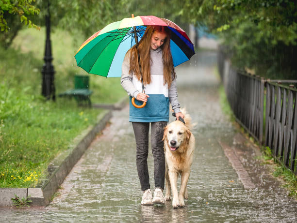 istock Young girl walking under rain with dog 1432024723