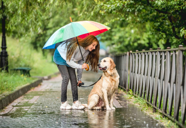 istock Girl walking with dog at rainy day 1432024738