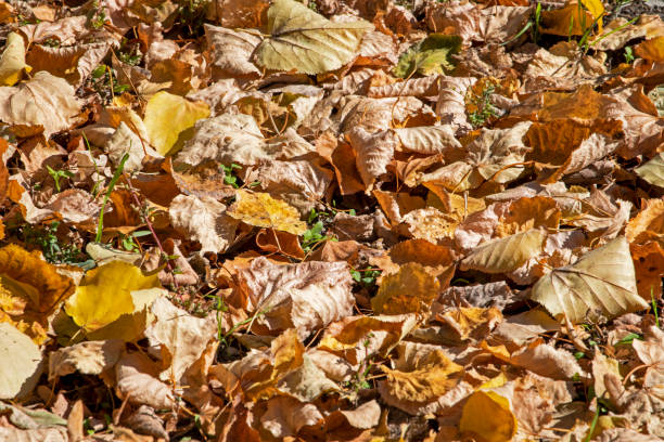 istock abstract background from yellow dry foliage, seasons 1432024823