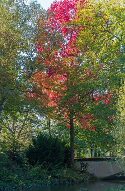 Autumn Trees in Stadtwald, Cologne