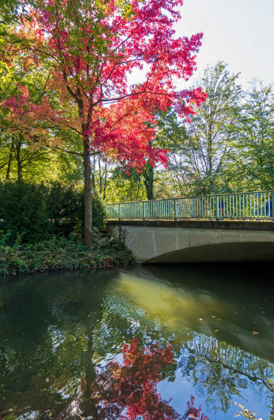istock Autumn Trees in Stadtwald, Cologne 1432026897