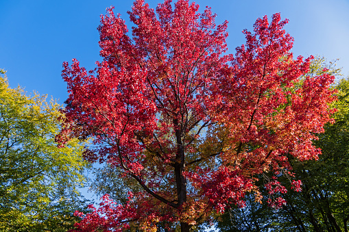 Cologne, Germany, October 2022: Sweet Gum Tree in the public park 