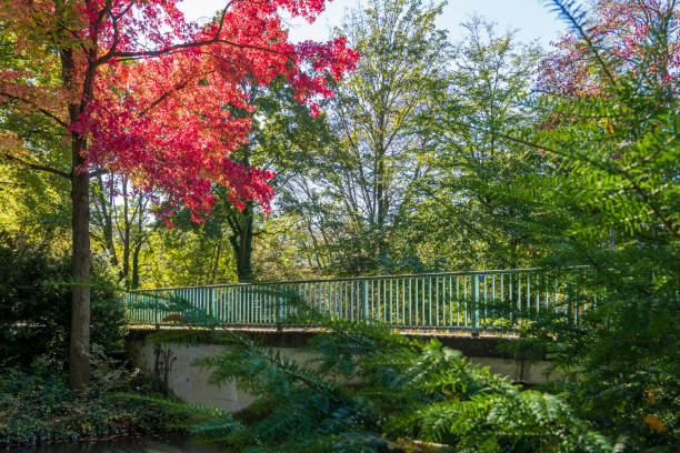 Autumn Trees in Stadtwald, Cologne