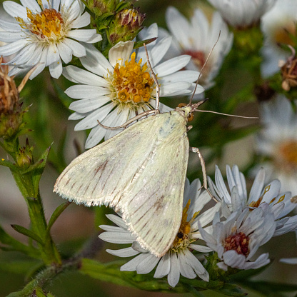 tiny butterfly on dry grass, Small Blue, Cupido minimus