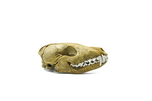 real fox skull, remain dead animal head, bone skeleton detail, anatomical pet close-up