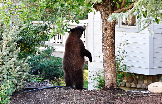 Young black/brown bear standing by tree in the back yard., looking into the window.