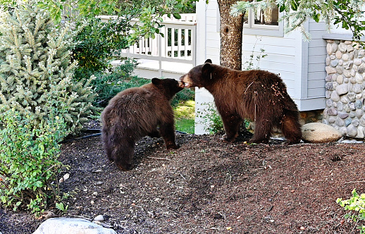 Two black/brown bears biting or kissing in the back yard.