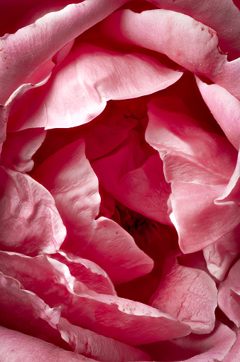 pastel pink rose petals detail, close-up background
