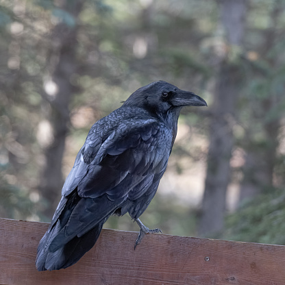 The common raven, also known as the western raven or northern raven when discussing the raven at the subspecies level, is a large all-black passerine bird. Found across the Northern Hemisphere, it is the most widely distributed of all corvids.