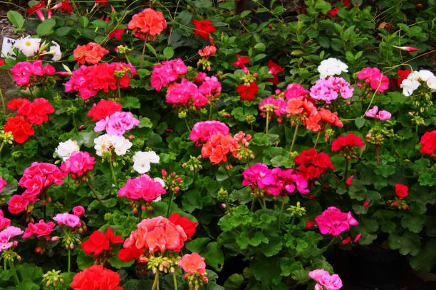 istock Local flowers from Mexico 1432029623