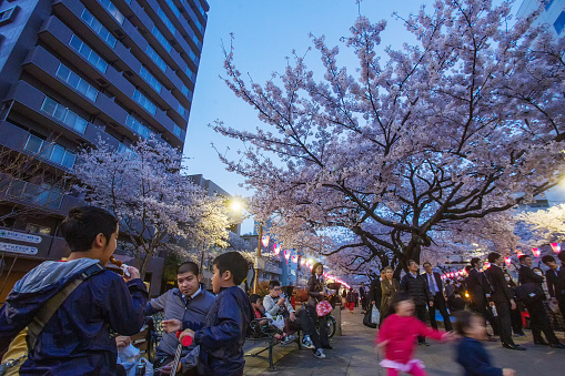 03-31-2015 Tokyo  Japan. People under blossoming sakura trees  in Harimazaka Sakuramiki (Cherry trees Alley)   in Bynkyo city in Tokyo.\noutdoors . Father with sons eating on branch . Kids playing blurring from motion. Adults prepared to celebrate next to Cherry