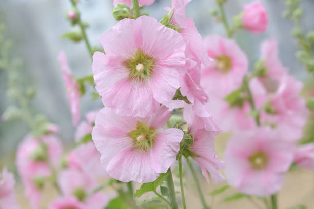 fleurs roses hollyhock, mauve. alcea rosea est une plante de la famille des malvaceous. fleurs de hollyhock malva en fleurs dans le jardin. gros plan sur la fleur d’althaea rosea sur fond flou. - flower blooming spring temperate flower photos et images de collection