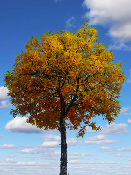 istock fall maple tree leaf changing color leaves seasons autumn trees holiday nature backdrop 1432030658