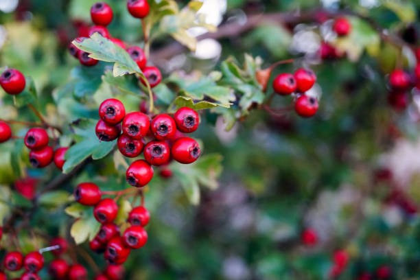 weißdorn-crataegus monogyna mit roten beeren - hawthorn stock-fotos und bilder