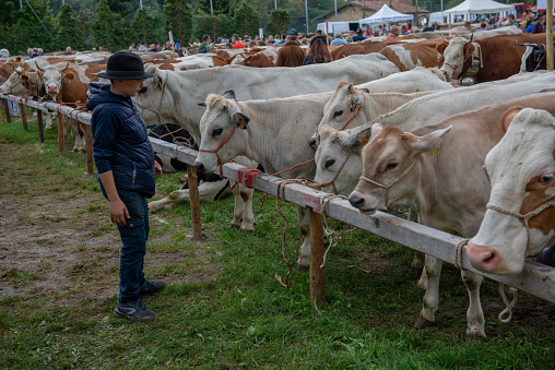 Serina Bergamo Italy 21 September 2022: Serina Livestock Fair, the largest cattle show in the Bergamo valleys