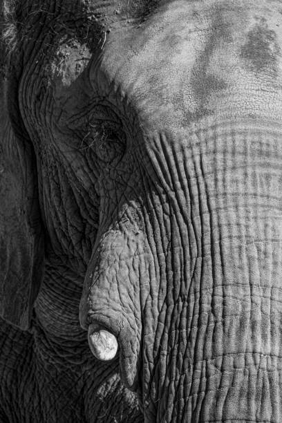 象の黒と白のアップクローズフェイス - animal close up elephant animal eye ストックフォトと画像