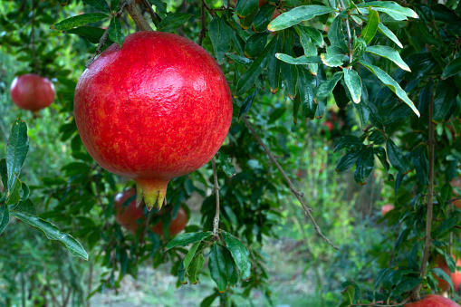 pomegranate trees at harvest time