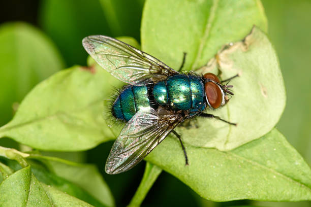 istock Housefly with red eyes on blade of grass 1432042346