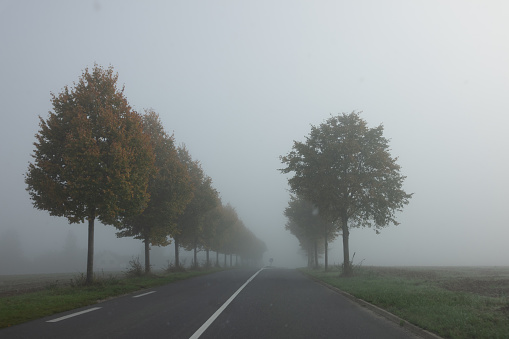 Driving on the road on a foggy autumn morning