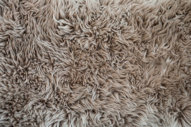 detalle de primer plano de la alfombra gris shag - cormorán moñudo fotografías e imágenes de stock